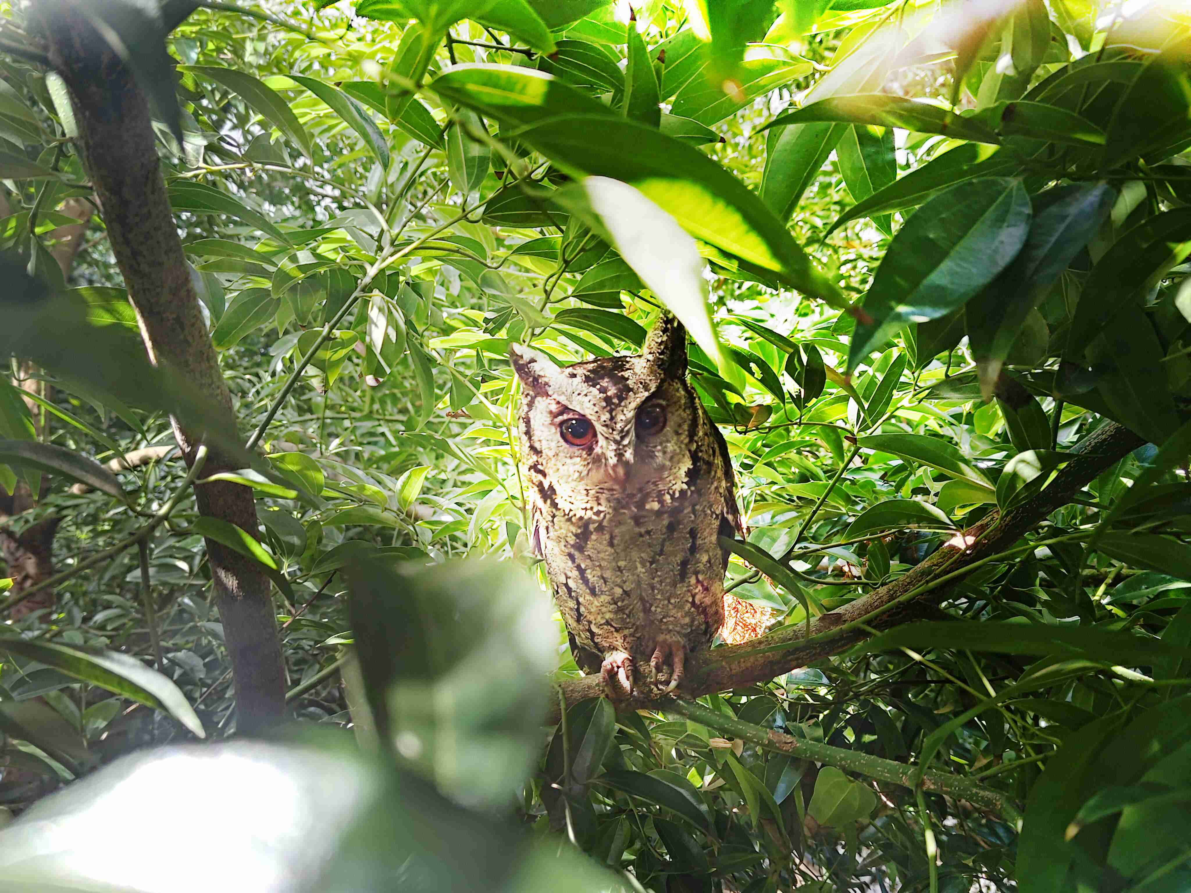 森林舞会致力提倡净零绿生活，，，16年以来在全球各厂区植树逾百万棵，，，，造就各厂区树木蔚然成林，，犹如森林工厂，，，，成为许多生物的栖息地